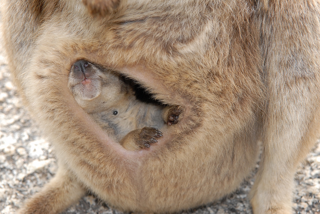 0269 Granite Gorge.jpg